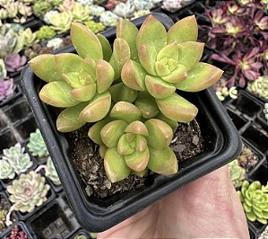 SED. GOLDEN GLOW POTE 7