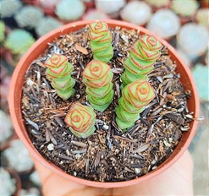 C. MARNIERIANA POTE 9