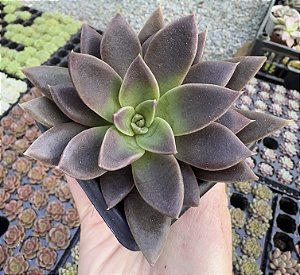 E. SERRANA POTE 7