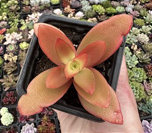 C. CAMPFIRE POTE 7