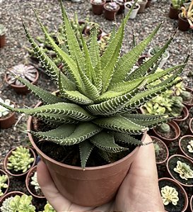 H. FASCIATA POTE 9