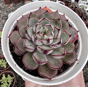 E. TIMONA POTE 9