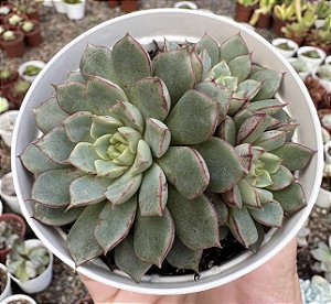 E. SHAMROCK POTE 9