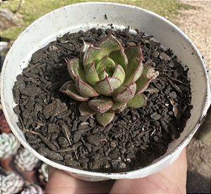 E. YAMATOMINI POTE 9