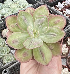 E. BARON BOLD POTE 9