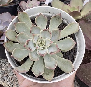 E. CUSPIDATA ROSA POTE 9