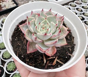 E. CUSPIDATA ROSA POTE 9
