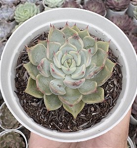 E. CUSPIDATA ROSA POTE 9