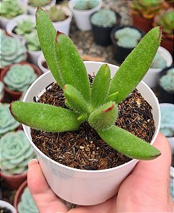 C. CAMPANULATA POTE 9