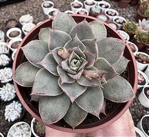 E. PUNITA POTE 9