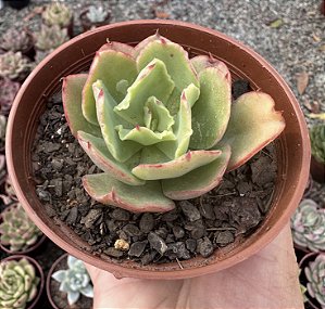 E. GIBB. DOROTHY POTE 9