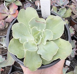 E. GIBB. CHANTILLY GREEN POTE 11