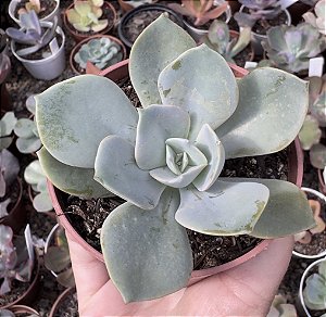 E. GIBB. DOLORA JAZICK POTE 9