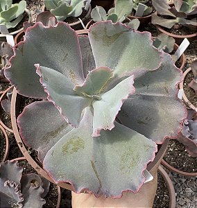 E. GIBB. GIGANTEA POTE 11