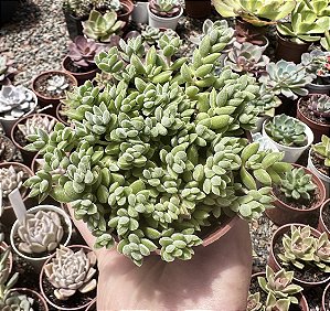 CRASSULA LANUGINOSA POTE 9
