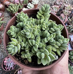 CRASSULA LANUGINOSA POTE 9