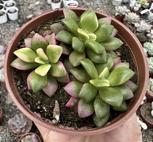 ANACAMPSEROS RUFESCENS VAR. POTE 9