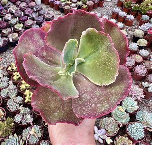 E. GIBB. MAUNA LOA POTE 9