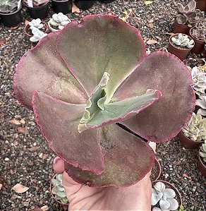 E. GIBB. MAUNA LOA POTE 9