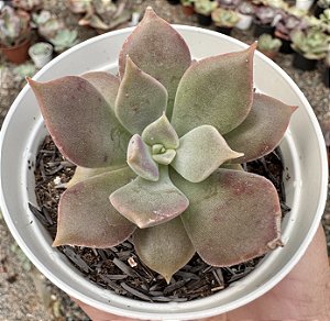E. FELPA POTE 9
