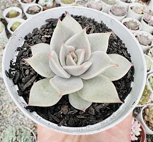 E. SERENGETI POTE 9