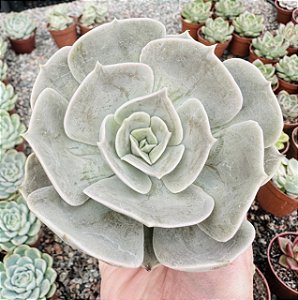 E. POLLUX POTE 9