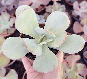 E. GILA POTE 9