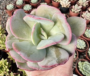 E. GILA POTE 9
