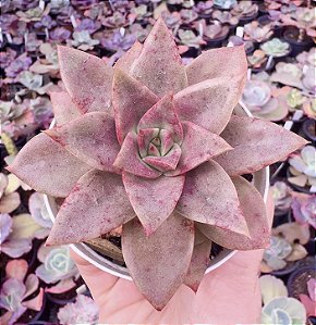 E. GRAMMUT POTE 9