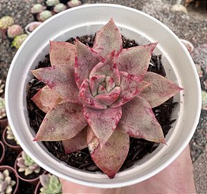 E. GRAMMUT POTE 9