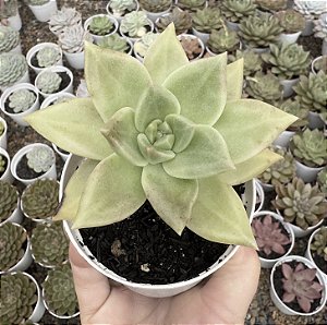 E. CITRINA POTE 9
