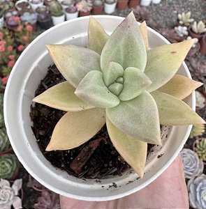 E. CITRINA POTE 9