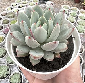 E. YMMIE POTE 9