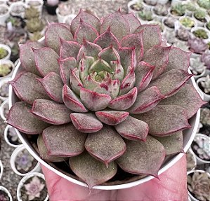 E. CINZIA POTE 9