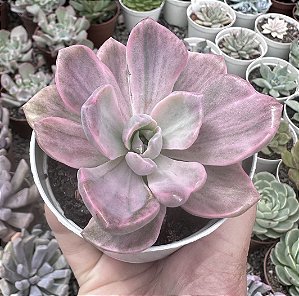 GRAP. MRS RICHARDS VAR. POTE 9