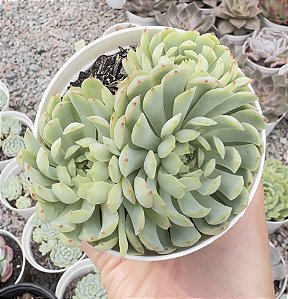 E. RED COAT CLUSTER KOREA POTE 9