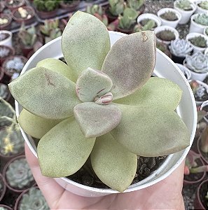 E. CUMBRE VIEJA POTE 9