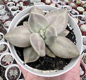 E. XICHUENSIS POTE 9