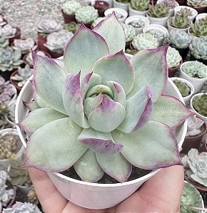 E. CASIO VAR. POTE 9