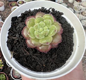 E. FANTASIA CAROL POTE 9