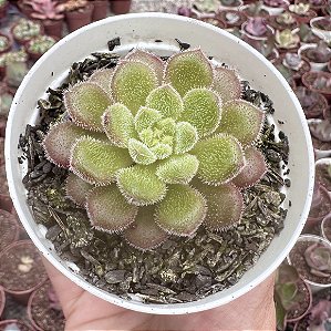 E. FANTASIA CAROL POTE 9