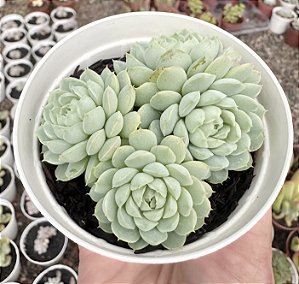 E. BUTTERBALL CLUSTER POTE 9