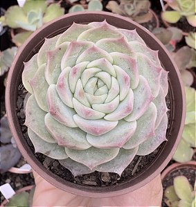 E. RED VELVET POTE 9