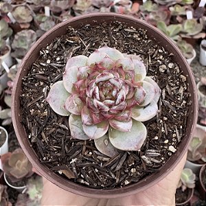 E. RED VELVET POTE 9