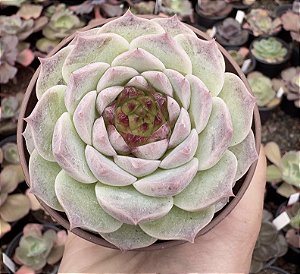 E. RED VELVET POTE 9