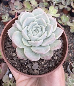 E. RED VELVET POTE 9