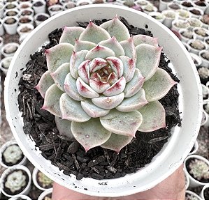 E. RED VELVET POTE 9