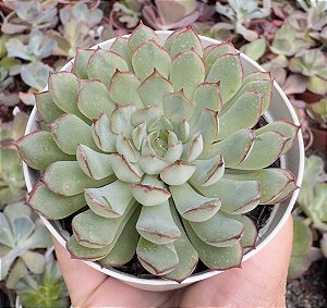 E. DREAM ROSE POTE 9