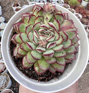 E. DREAM ROSE POTE 9