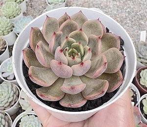 E. SCARLET WITCH POTE 9